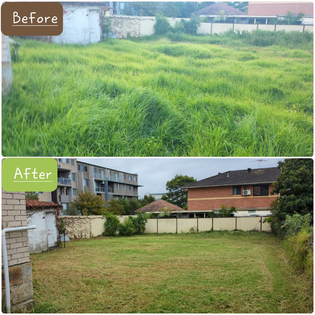 Hedges trimmed to an even shape along a front fence line