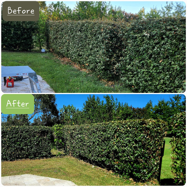 Property cleaned up with green waste removed